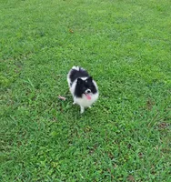 Baby, a female Pomeranian for sale in West Palm Beach, FL – 1 of 5