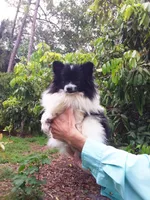 Baby, a female Pomeranian for sale in West Palm Beach, FL – 5 of 5