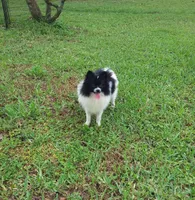 Baby, a female Pomeranian for sale in West Palm Beach, FL – 3 of 5