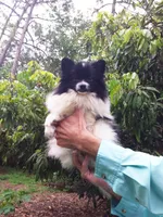 Baby, a female Pomeranian for sale in West Palm Beach, FL – 2 of 5