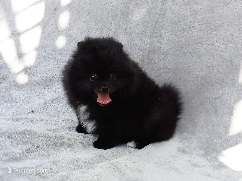 Black Bear – Pomeranian puppy for sale in West Palm Beach, FL