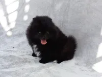Black Bear, a male Pomeranian for sale in West Palm Beach, FL – 1 of 8