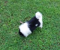 Baby, a female Pomeranian for sale in West Palm Beach, FL – 4 of 10
