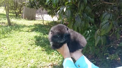 Black Bear, a male Pomeranian for sale in West Palm Beach, FL – 5 of 8