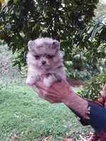 Chocolate  Merle Teddy Bear , blue eyes, a female Pomeranian for sale in West Palm Beach, FL – 4 of 8