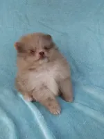 Teacup Merle, a  Pomeranian for sale in West Palm Beach, FL – 4 of 10