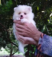 White Baby, a female Pomeranian for sale in West Palm Beach, FL – 5 of 9