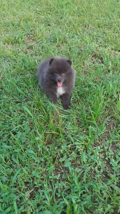 Blueberry, a male Pomeranian for sale in West Palm Beach, FL – 10 of 10