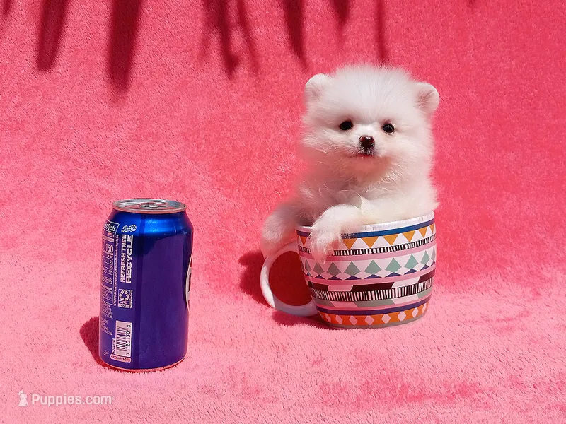 Snow White – Pomeranian puppy for sale in West Palm Beach, FL