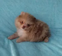 Teacup Chocolate   Merle, blue eyes, a male Pomeranian for sale in West Palm Beach, FL – 4 of 7
