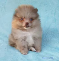 Tiny rare Chocolate Merle, a male Pomeranian for sale in West Palm Beach, FL – 10 of 10