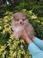 Exclusive Chocolate  Merle, a male Pomeranian for sale in West Palm Beach, FL – 8 of 10