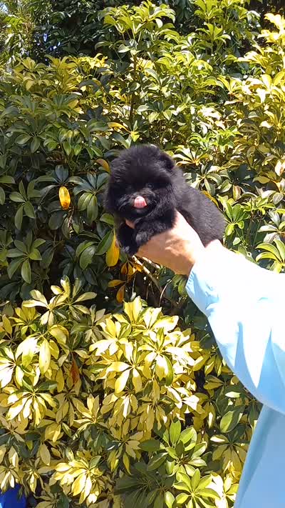 Black Bear, a male Pomeranian for sale in West Palm Beach, FL – 6 of 8