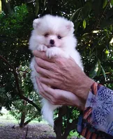 White Baby, a female Pomeranian for sale in West Palm Beach, FL – 4 of 9