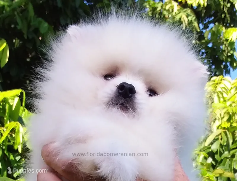 Show White Teddy Bear – Pomeranian puppy for sale in West Palm Beach, FL