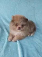 Teacup Merle, a  Pomeranian for sale in West Palm Beach, FL – 7 of 10