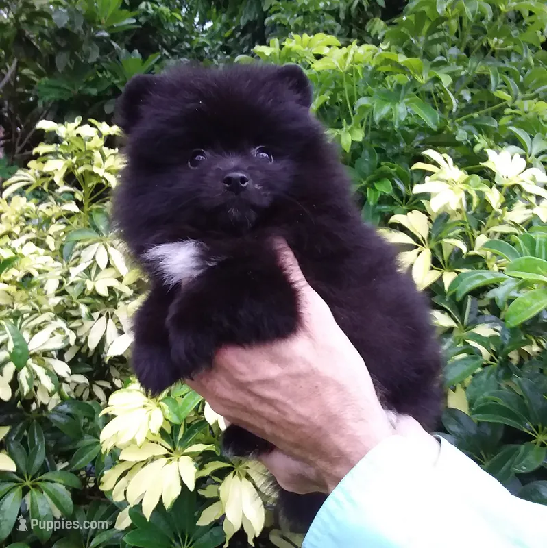 Black Bear – Pomeranian puppy for sale in West Palm Beach, FL