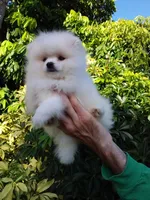 Show White Teddy Bear, a male Pomeranian for sale in West Palm Beach, FL – 3 of 10