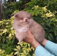 Exclusive Chocolate  Merle, a male Pomeranian for sale in West Palm Beach, FL – 2 of 10