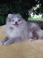 Rare Lilac Merle, blue eyes, a male Pomeranian for sale in West Palm Beach, FL – 7 of 10