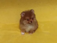 Snickers, a male Pomeranian for sale in West Palm Beach, FL – 6 of 8