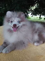 Rare Lilac Merle, blue eyes, a male Pomeranian for sale in West Palm Beach, FL – 6 of 10