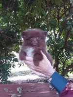 COCO, a female Pomeranian for sale in West Palm Beach, FL – 6 of 10