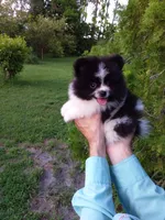 White with   Black, a male Pomeranian for sale in West Palm Beach, FL – 3 of 8