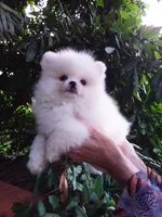 Tiny Ice White Teddy Bear, a male Pomeranian for sale in West Palm Beach, FL – 8 of 10