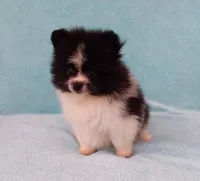Tiny Teddy Bear, a male Pomeranian for sale in West Palm Beach, FL – 7 of 10