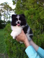 White with   Black, a male Pomeranian for sale in West Palm Beach, FL – 2 of 8