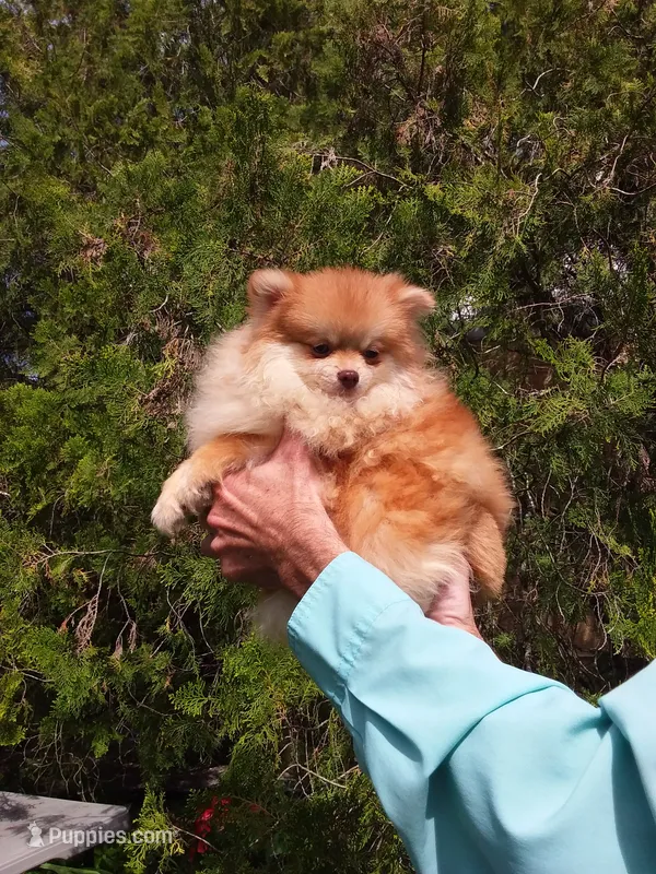 Teddy Bear – Pomeranian puppy for sale in West Palm Beach, FL