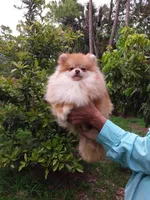 Teddy Bear, a male Pomeranian for sale in West Palm Beach, FL – 6 of 6