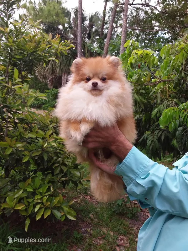 Teddy Bear – Pomeranian puppy for sale in West Palm Beach, FL