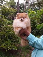 Teddy Bear, a male Pomeranian for sale in West Palm Beach, FL – 1 of 6