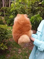 Teddy Bear, a male Pomeranian for sale in West Palm Beach, FL – 2 of 6
