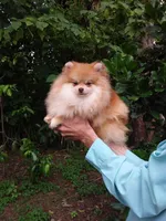 Teddy Bear, a male Pomeranian for sale in West Palm Beach, FL – 4 of 6