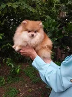Teddy Bear, a male Pomeranian for sale in West Palm Beach, FL – 3 of 6