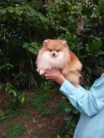 Teddy Bear, a male Pomeranian for sale in West Palm Beach, FL – 5 of 6