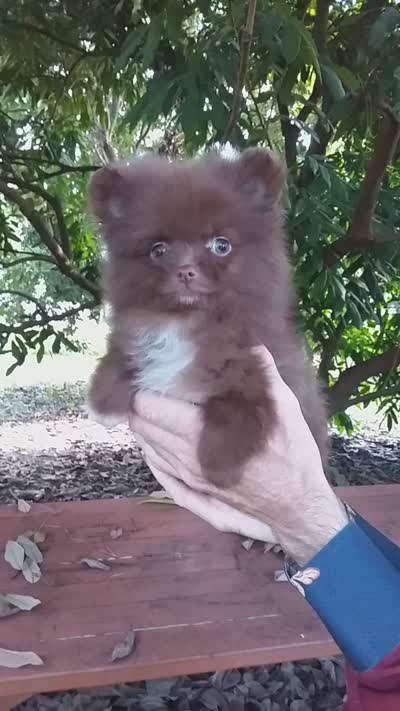 Chocolate COCO, a female Pomeranian for sale in West Palm Beach, FL – 10 of 10