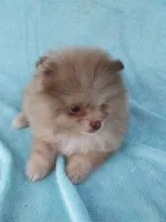 Teacup Merle, a  Pomeranian for sale in West Palm Beach, FL – 3 of 10