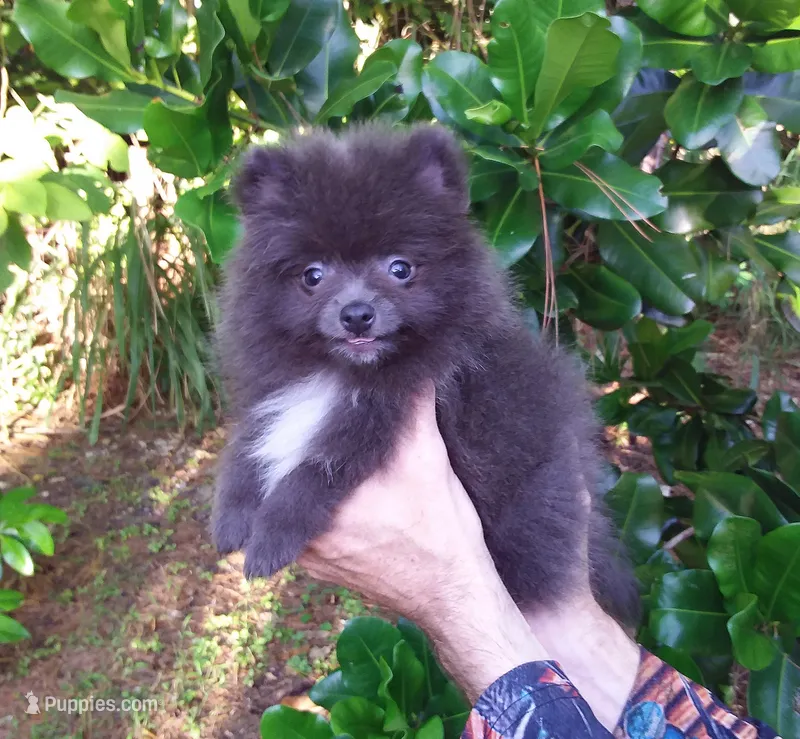 Sterling – Pomeranian puppy for sale in West Palm Beach, FL