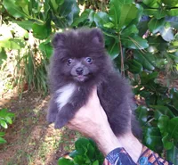 Sterling, a male Pomeranian for sale in West Palm Beach, FL – 1 of 9