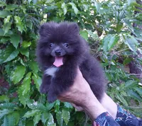 Sterling, a male Pomeranian for sale in West Palm Beach, FL – 7 of 9