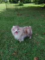 Rare Lilac Merle, blue eyes, a male Pomeranian for sale in West Palm Beach, FL – 9 of 10