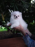 Tiny Ice White Teddy Bear, a male Pomeranian for sale in West Palm Beach, FL – 9 of 10