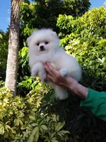 Show White Teddy Bear, a male Pomeranian for sale in West Palm Beach, FL – 6 of 10