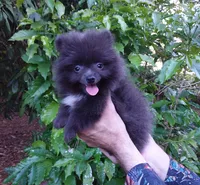 Sterling, a male Pomeranian for sale in West Palm Beach, FL – 8 of 9