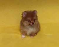 Snickers, a male Pomeranian for sale in West Palm Beach, FL – 5 of 8