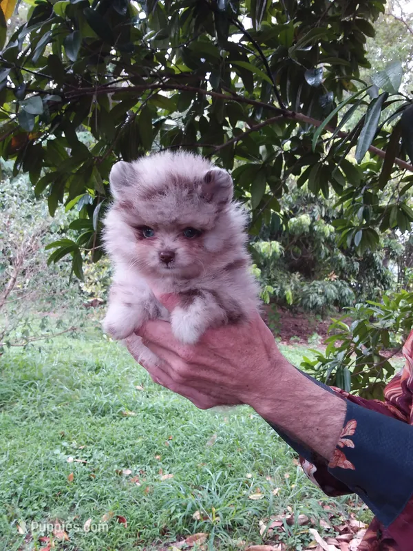 Chocolate  Merle Teddy Bear , blue eyes – Pomeranian puppy for sale in West Palm Beach, FL
